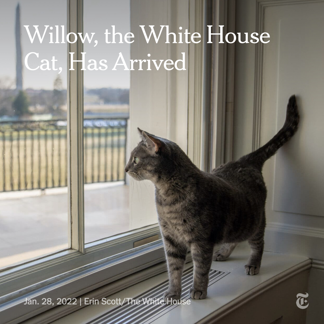Willow, Joe Biden's Pet Cat